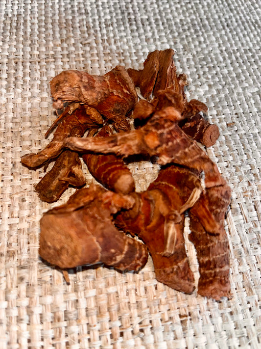 Chewing John Root (Galangal) – The Court Case & Legal Favor Root