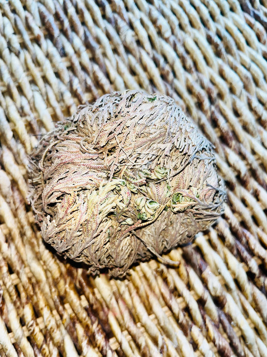 Rose of Jericho – The Resurrection Plant of Abundance & Prosperity
